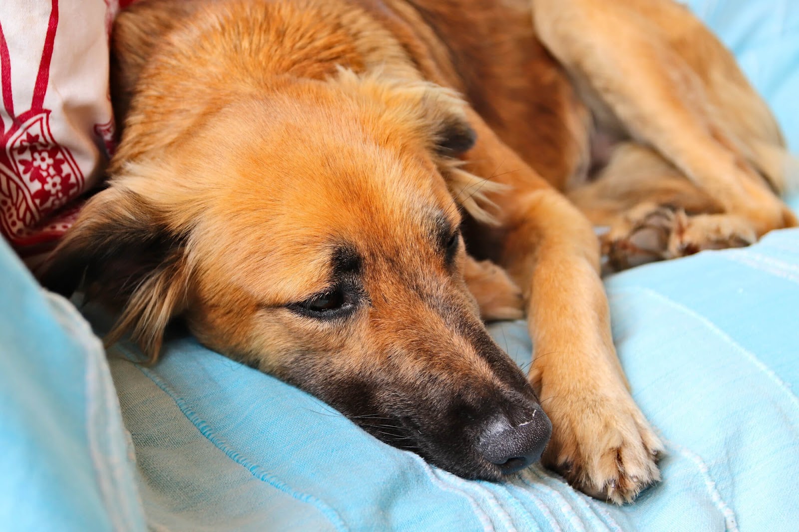 Photo of a sick brown dog lying on a blue blanket