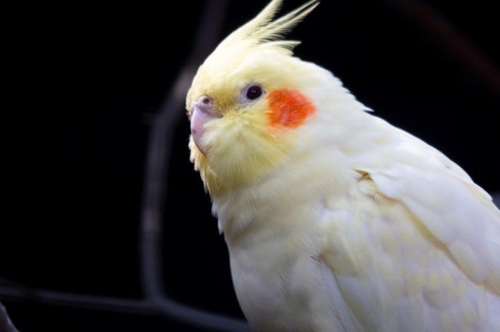 cockatiel