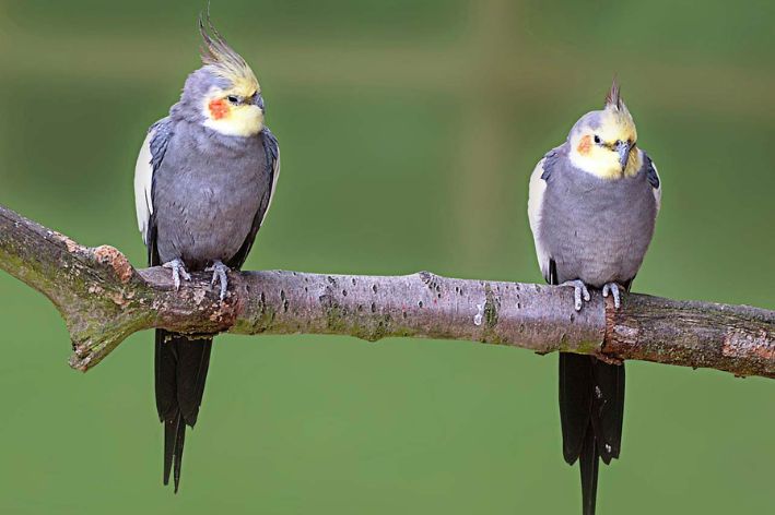 Two cockatiels on a branch