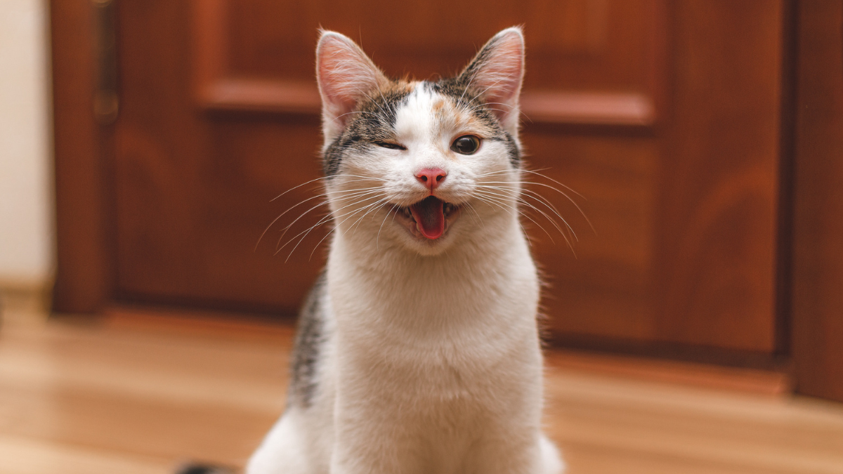 Find out if a cat smiles and how it expresses happiness l Pet Anjo