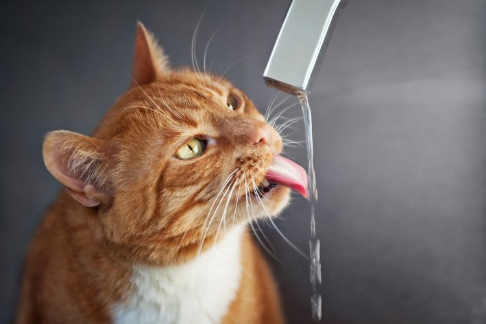 cat drinking water