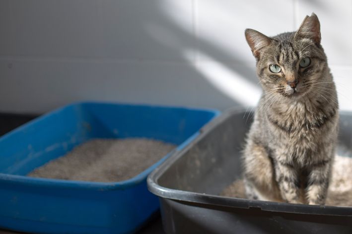 Cat in the litter box