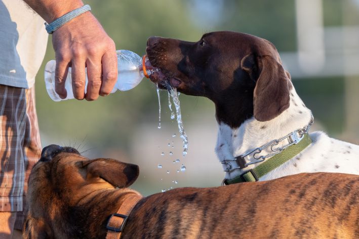 Perro bebiendo agua 