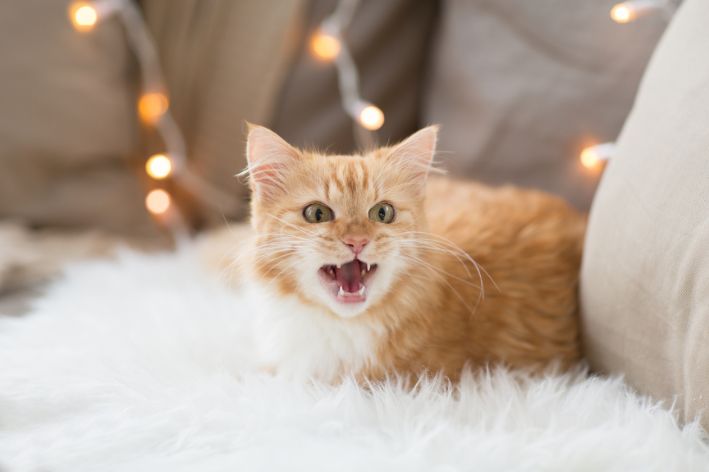 Understand why your cat is meowing a lot to ensure its health and well-being 