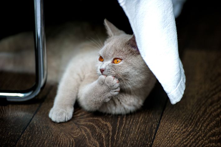 English shorthair cat lying down