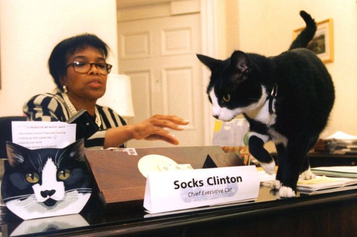 Famous Cat Socks 