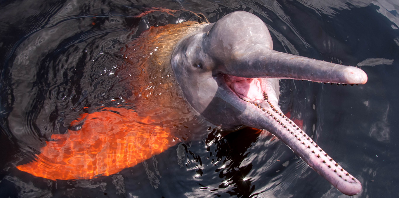 Environmental Blog |  Pink dolphin and the beauties of the Amazon