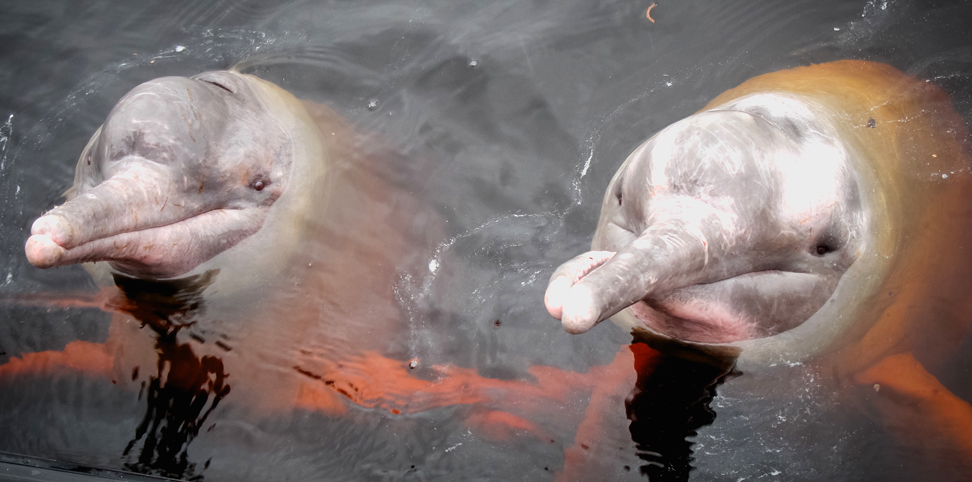 Environmental Blog |  Pink dolphin and the beauties of the Amazon