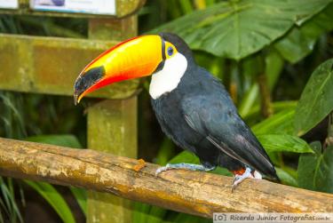 Photo of Parque das Aves, in Foz do Iguaçu, PR – Photo Credit: © Ricardo Junior Fotografias.com.br