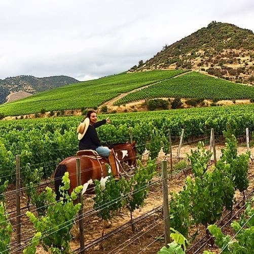 Horseback riding in the vineyards