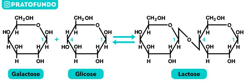 Simplified schematization of the structure of lactose