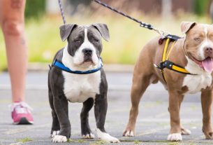 Adestramento em casa: 7 dicas de como treinar meu cão