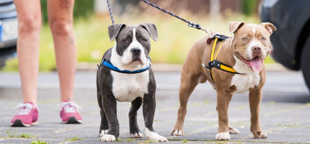 Adestramento em casa: 7 dicas de como treinar meu cão