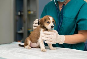 Cinomose canina tem cura? Entenda os riscos da doença