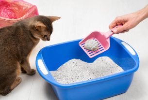 Areia para gatos: como escolher a melhor?