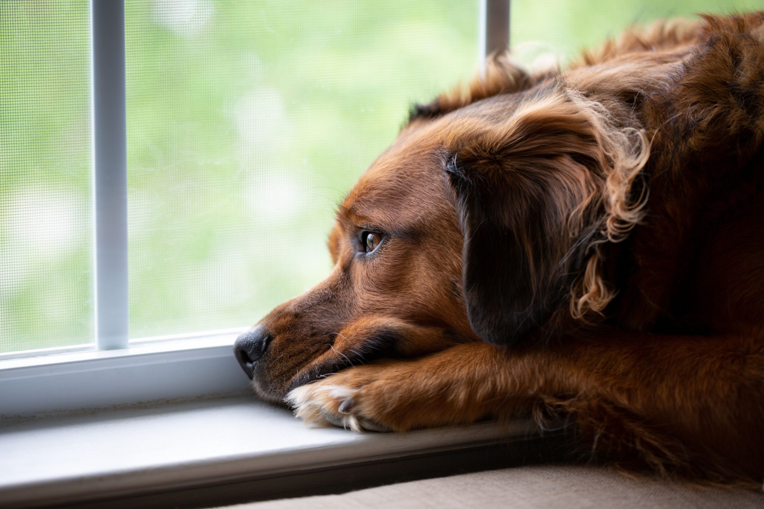 Discover what separation anxiety is in dogs