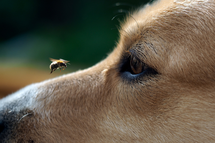 Bee on dog's nose