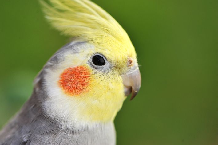 Check out how to choose the best cockatiel nursery