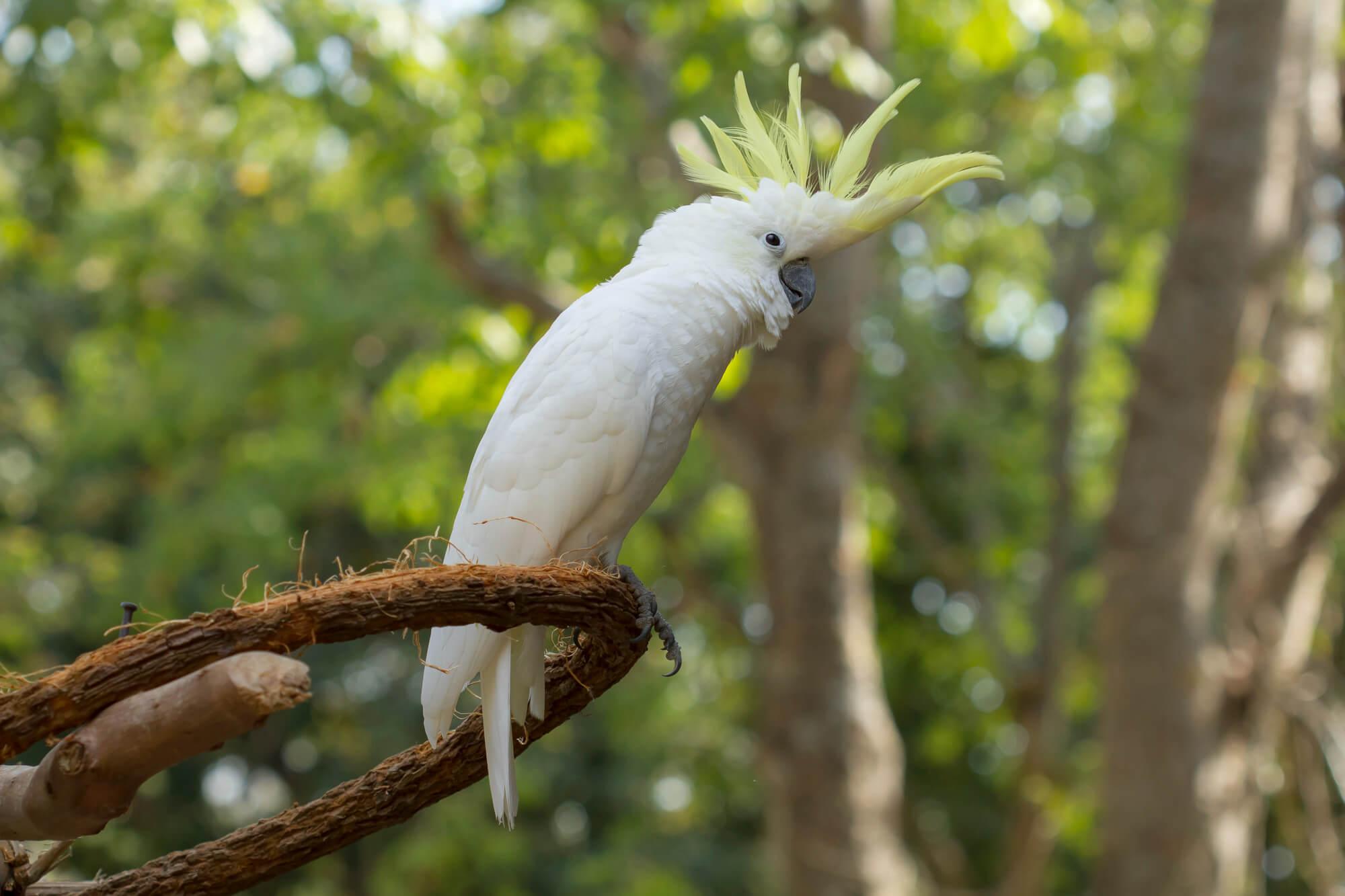 Photo of a Alba cockatoo with ruffled forelock