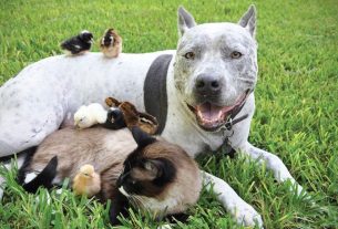 É possível ter pets de espécies diferentes? Saiba aqui!