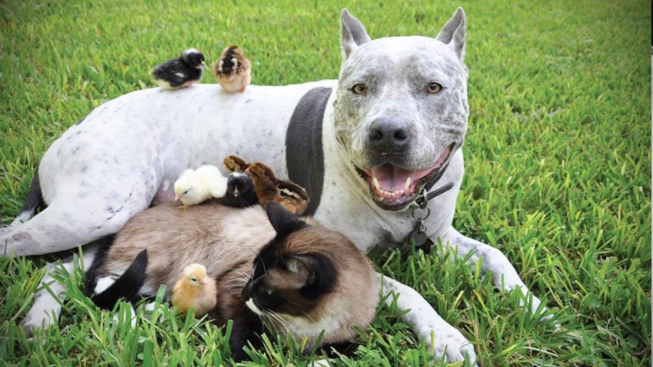 É possível ter pets de espécies diferentes? Saiba aqui!