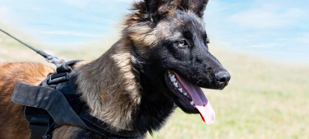 Photo of a Belgian Shepherd walking in the field