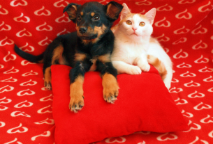 Red September Pet: prevention of heart disease - Blog Pet Anjo