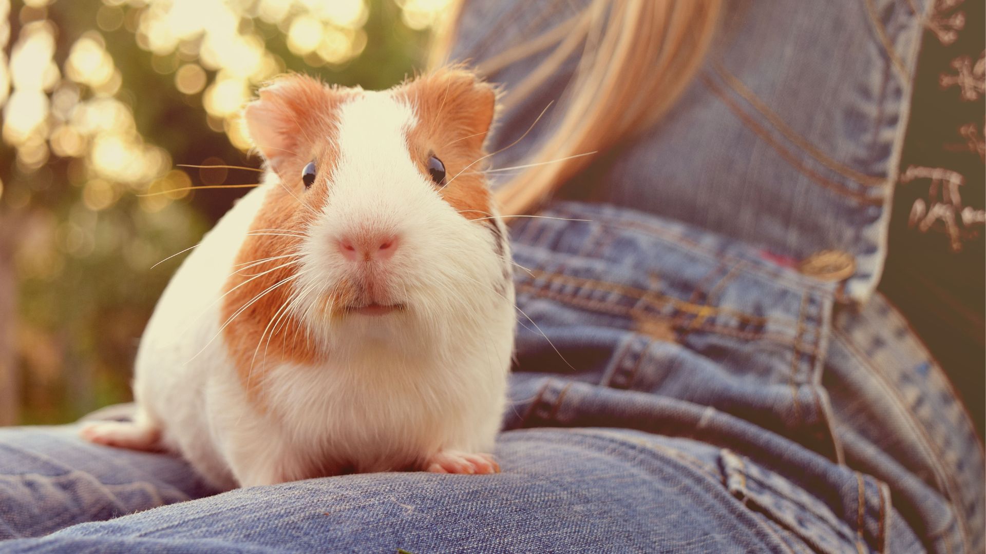 O que porquinho-da-índia pode comer?