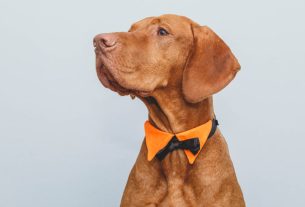 Moda pet: conheça os tipos de roupas para cachorro