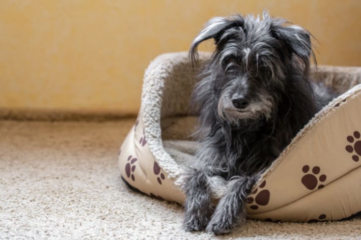 Elderly dog ​​lying on the bed