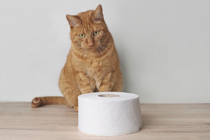 Cat looking at toilet paper 