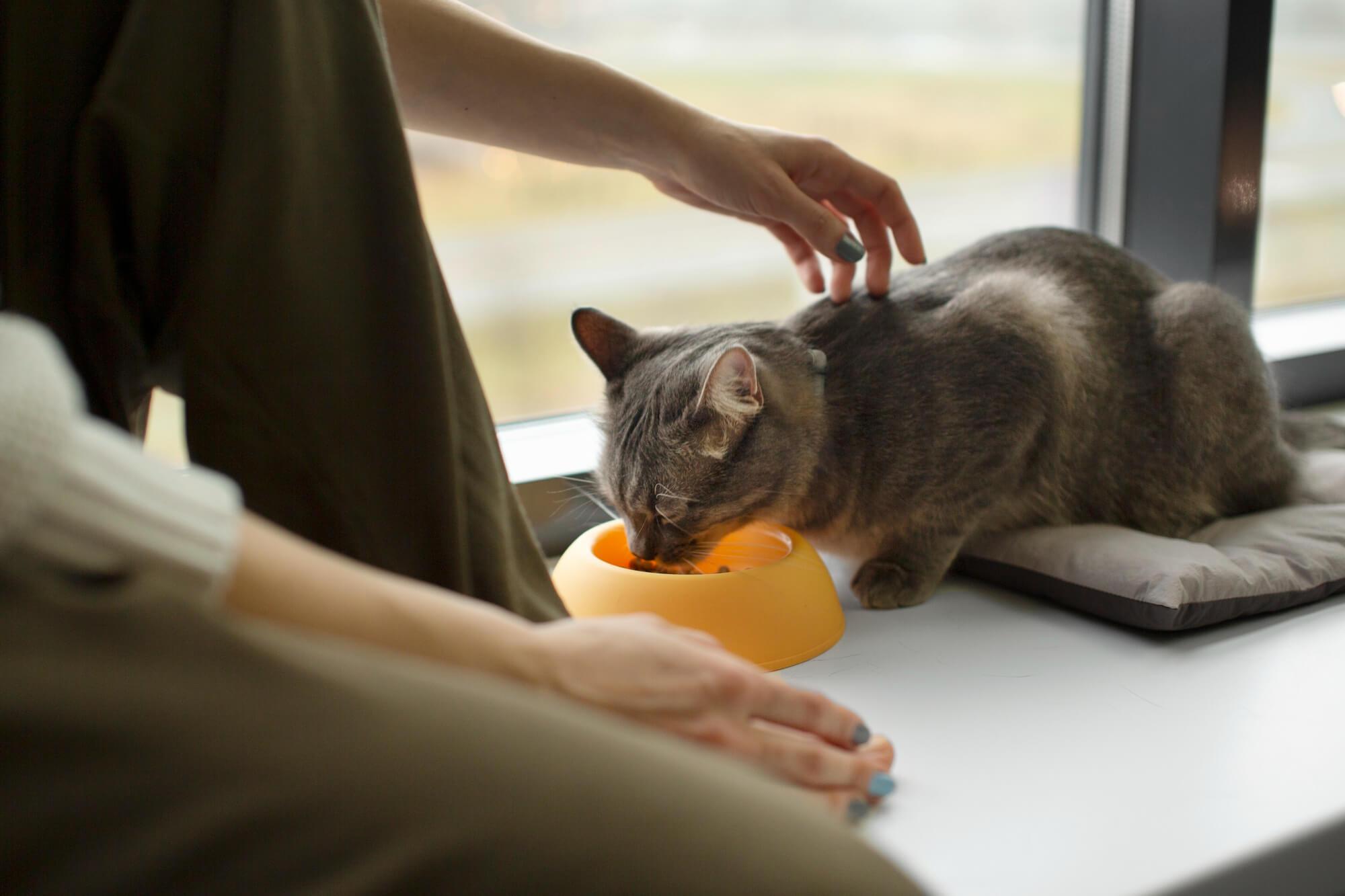 Ração para gato idoso: aprenda como não errar na escolha