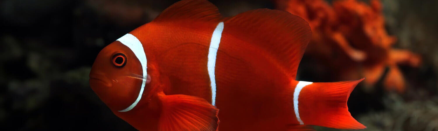 Photo of clownfish swimming