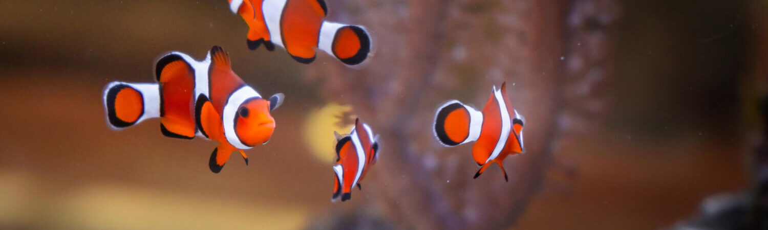 Photo of four clownfish swimming