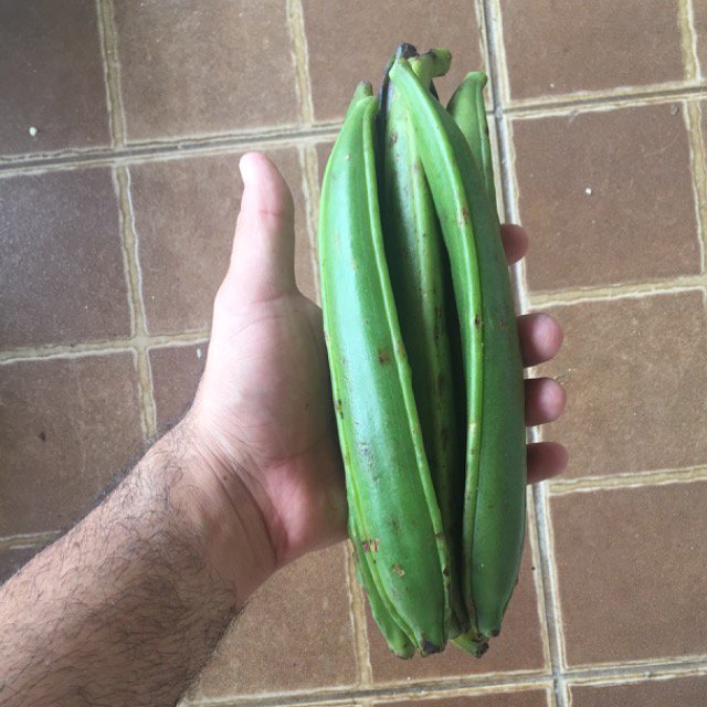 Man holding green cerrado vanilla