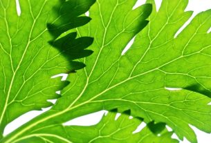 Hate Cilantro?  Blame your Genes