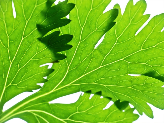 Hate Cilantro?  Blame your Genes