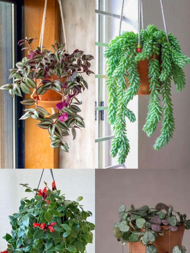 10 Hanging Plants For Terrace Decor