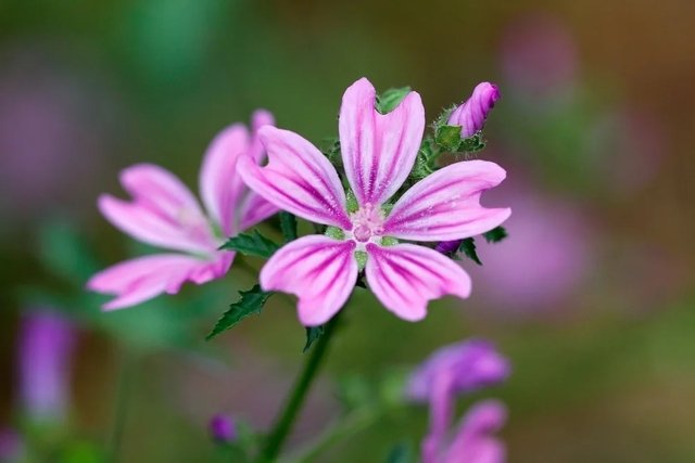 mallow flower