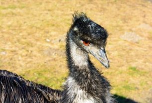 Ostrich oil: what it is for, properties and contraindications