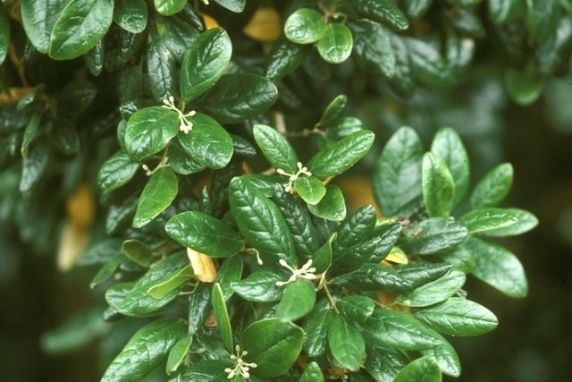 Boldo leaves from Chile