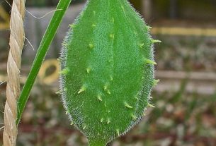 Northern bush: what it is for and health risks