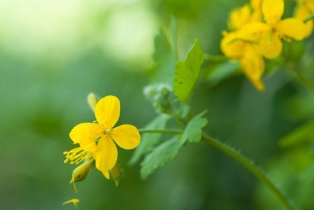 Celandine: what it is for and how to use it