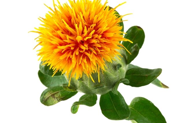 What is Safflower used for and how to use it