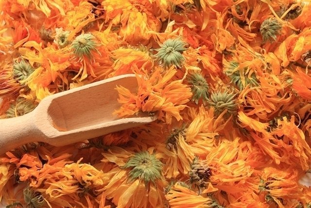 Calendula: what it is for and how to use it