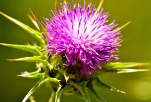 Milk thistle: what it is, what it is for and how to make tea