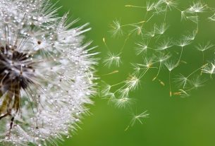 Dandelion: what it is for, how to use it and side effects