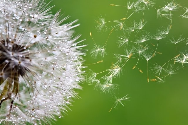 Dandelion: what it is for, how to use it and side effects