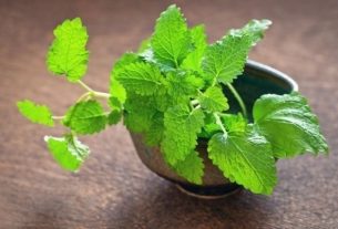 Lemon balm: 10 benefits, how to make tea (and when to avoid it)