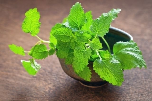 Lemon balm: 10 benefits, how to make tea (and when to avoid it)